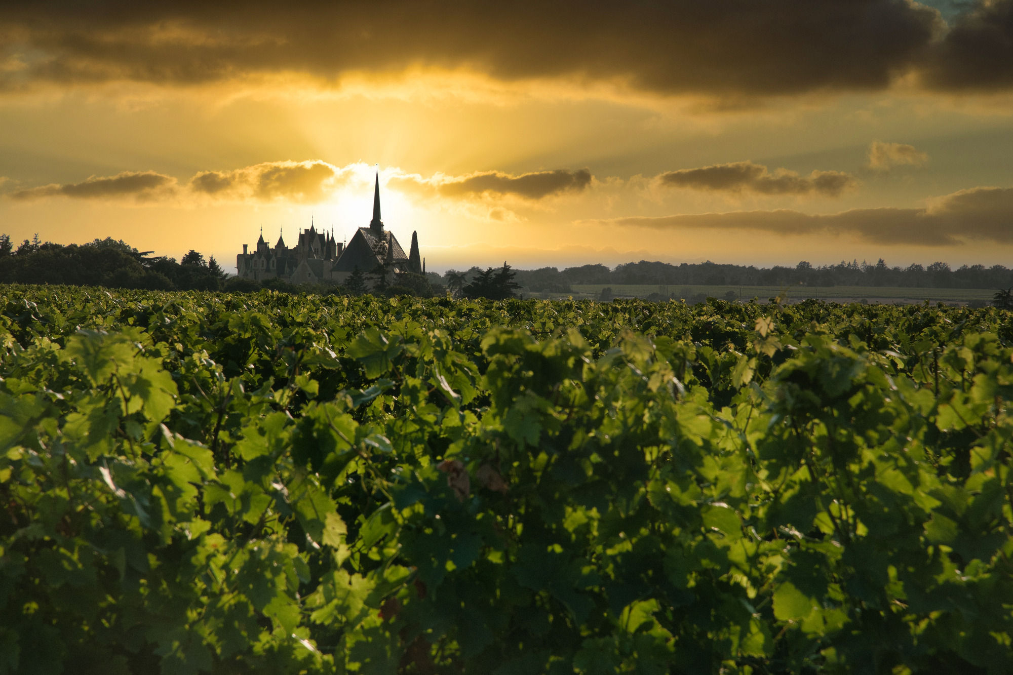 On dîne en vignes 2023